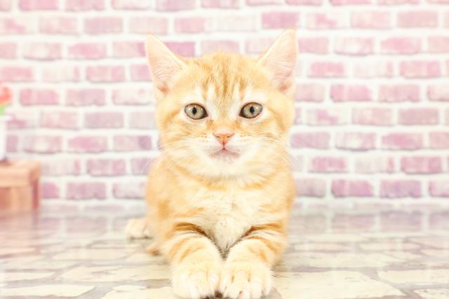 神奈川県のアメリカンショートヘアー (Coo&RIKU相模原店/2024年3月3日生まれ/女の子/レッドタビー)の子猫