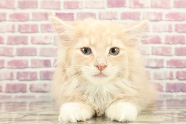 北海道のノルウェージャンフォレストキャット (Coo&RIKU苫小牧店/2024年2月26日生まれ/男の子/クリームタビーホワイト)の子猫