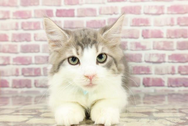 北海道のノルウェージャンフォレストキャット (Coo&RIKU札幌東店/2024年2月26日生まれ/男の子/ブルータビーホワイト)の子猫