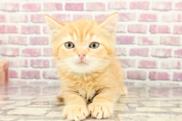 北海道のスコティッシュストレート (Coo&RIKU旭川店/2024年3月1日生まれ/男の子/レッドタビー)の子猫