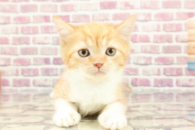 北海道のスコティッシュストレート (Coo&RIKU釧路店/2024年3月1日生まれ/男の子/レッドタビーホワイト)の子猫