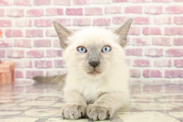 東京都のオリエンタルショートヘアー (Coo&RIKU武蔵小山店/2024年2月29日生まれ/男の子/ブルーポイント)の子猫