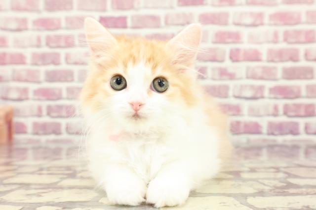 北海道のラガマフィン (Coo&RIKU苫小牧店/2024年2月16日生まれ/女の子/レッドタビーホワイト)の子猫