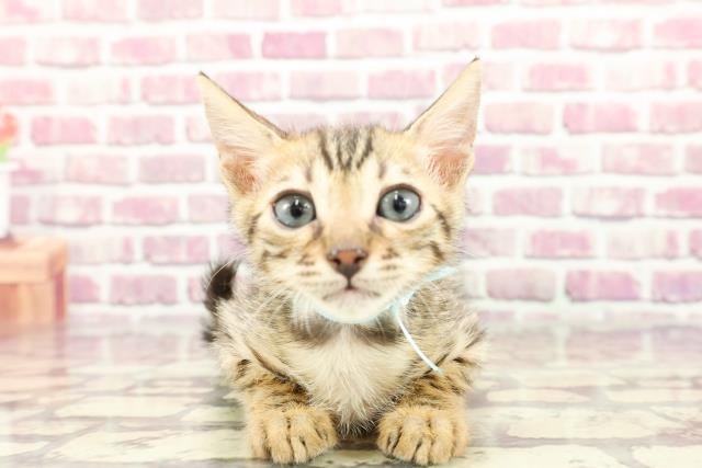 北海道のベンガル (Coo&RIKU函館店/2024年2月14日生まれ/男の子/ブラウンスポットタビー)の子猫