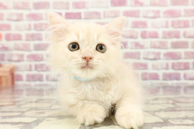 北海道のラガマフィン (Coo&RIKU函館店/2024年2月7日生まれ/男の子/クリームタビー)の子猫