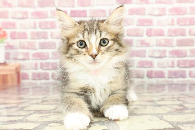 北海道のノルウェージャンフォレストキャット (Coo&RIKU釧路店/2024年2月20日生まれ/女の子/ブラウンマッカレルタビー)の子猫