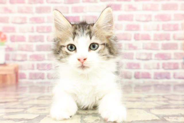 北海道のノルウェージャンフォレストキャット (Coo&RIKU岩見沢店/2024年2月20日生まれ/男の子/ブラウンマッカレルタビーホワイト)の子猫