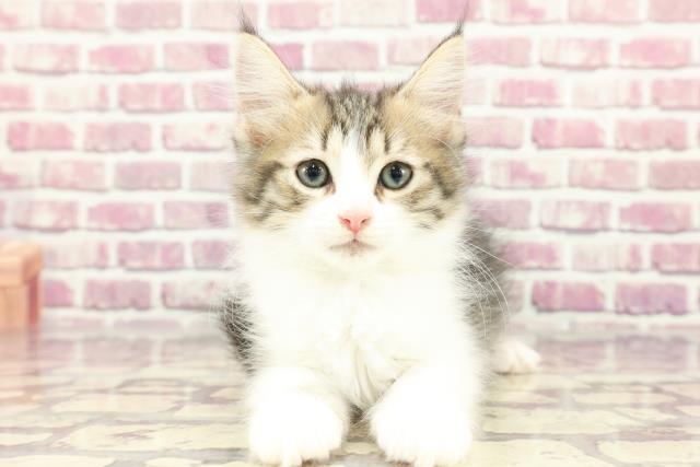 北海道のノルウェージャンフォレストキャット (Coo&RIKU室蘭店/2024年2月20日生まれ/女の子/ブラウンマッカレルタビーホワイト)の子猫