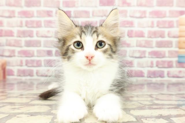 青森県のノルウェージャンフォレストキャット (Coo&RIKU青森店/2024年2月20日生まれ/男の子/ブラウンマッカレルタビーホワイト)の子猫