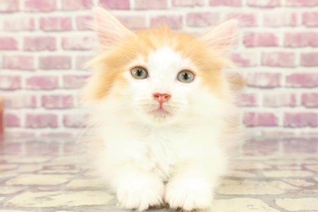 新潟県のノルウェージャンフォレストキャット (Coo&RIKU新潟東店/2024年2月20日生まれ/男の子/レッドホワイト)の子猫