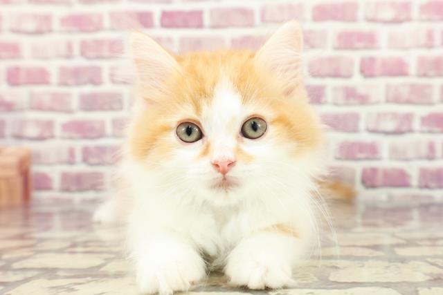 北海道のラガマフィン (Coo&RIKU札幌東店/2024年2月16日生まれ/男の子/レッドマッカレルタビーホワイト)の子猫