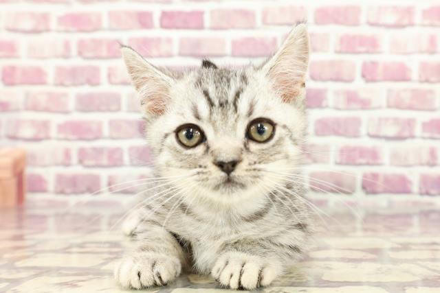 北海道のマンチカン (Coo&RIKU苫小牧店/2024年2月15日生まれ/男の子/シルバーマッカレルタビー)の子猫