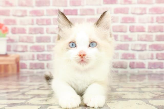東京都のラグドール (Coo&RIKU広尾店/2024年2月27日生まれ/女の子/シールポイントバイカラー)の子猫