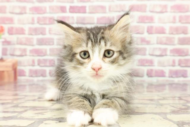 新潟県のノルウェージャンフォレストキャット (Coo&RIKU上越店/2024年2月20日生まれ/女の子/ブラウンマッカレルタビーホワイト)の子猫