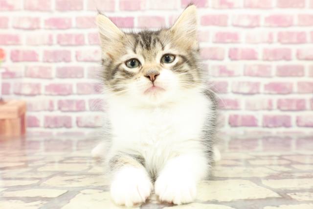 沖縄県のノルウェージャンフォレストキャット (Coo&RIKUイオン北谷店/2024年2月20日生まれ/女の子/ブラウンマッカレルタビーホワイト)の子猫