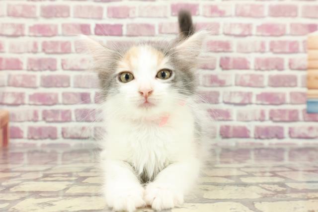 千葉県のメインクーン (Coo&RIKU東金店/2024年2月26日生まれ/女の子/ダイリュートキャリコ)の子猫
