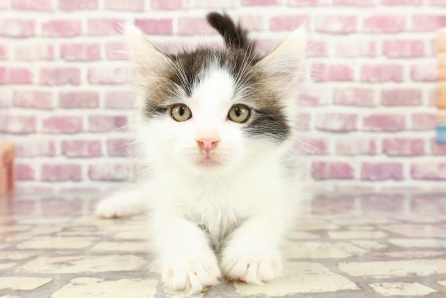 神奈川県のメインクーン (Coo&RIKU日吉店/2024年2月26日生まれ/男の子/ブラウンタビーホワイト)の子猫