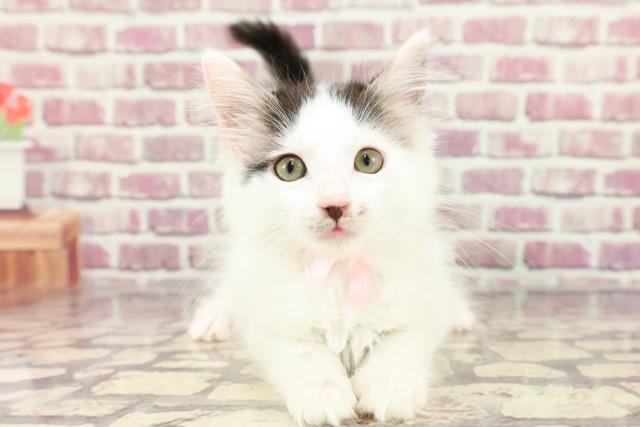 神奈川県のメインクーン (Coo&RIKUパウ川崎店/2024年2月26日生まれ/女の子/ブラウンタビーホワイト)の子猫