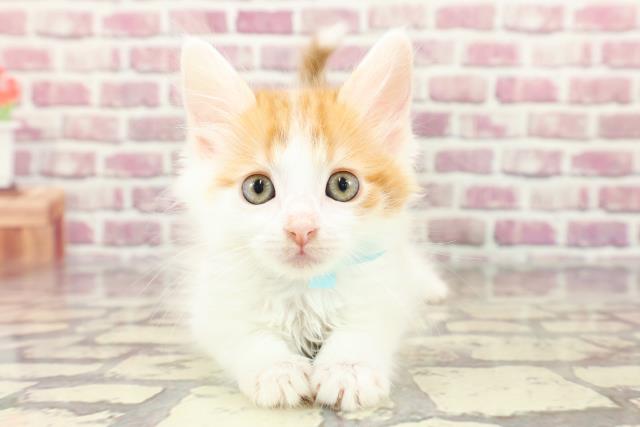 神奈川県のメインクーン (Coo&RIKU横浜青葉店/2024年2月26日生まれ/男の子/レッドタビーホワイト)の子猫