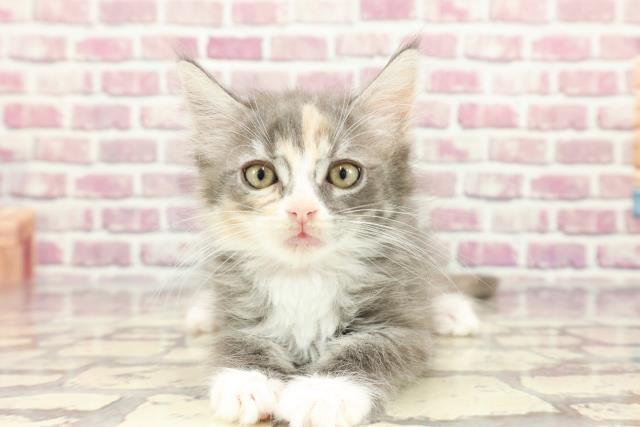 群馬県のメインクーン (Coo&RIKU前橋店/2024年2月26日生まれ/女の子/ブルーパッチドタビーホワイト)の子猫