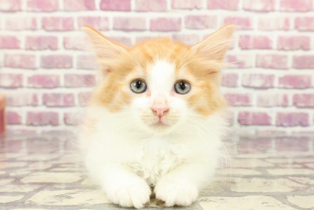 神奈川県のノルウェージャンフォレストキャット (Coo&RIKU横浜青葉店/2024年2月20日生まれ/男の子/レッドタビーホワイト)の子猫