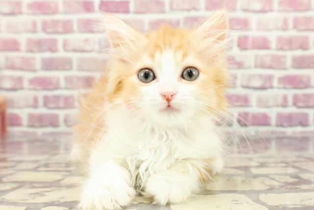 北海道のラガマフィン (Coo&RIKU岩見沢店/2024年2月10日生まれ/女の子/レッドマッカレルタビーホワイト)の子猫