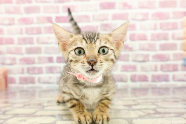 滋賀県のベンガル (Coo&RIKU東近江店/2024年2月19日生まれ/女の子/ブラウンスポットタビー)の子猫の1枚目の画像