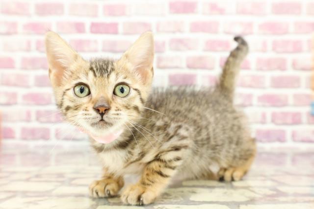 滋賀県のベンガル (Coo&RIKU東近江店/2024年2月19日生まれ/女の子/ブラウンスポットタビー)の子猫の2枚目の画像