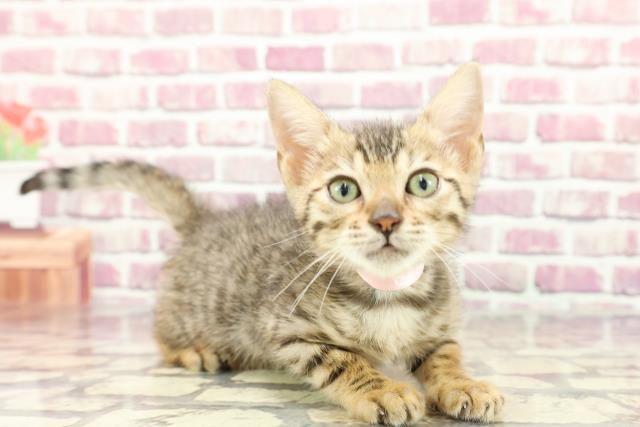 滋賀県のベンガル (Coo&RIKU東近江店/2024年2月19日生まれ/女の子/ブラウンスポットタビー)の子猫の3枚目の画像