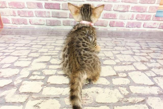 滋賀県のベンガル (Coo&RIKU東近江店/2024年2月19日生まれ/女の子/ブラウンスポットタビー)の子猫の4枚目の画像