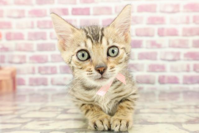 北海道のベンガル (Coo&RIKU岩見沢店/2024年2月19日生まれ/女の子/ブラウンスポットタビー)の子猫