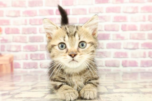 北海道のミヌエット (Coo&RIKU札幌東店/2024年2月15日生まれ/男の子/ブラウンクラシックタビー)の子猫