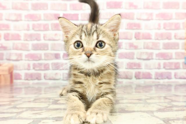 北海道のミヌエット (Coo&RIKU旭川店/2024年2月15日生まれ/女の子/ブラウンパッチドタビー)の子猫