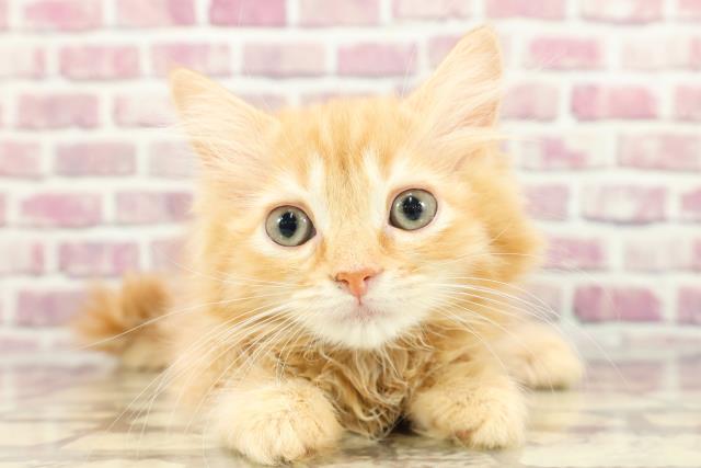 長野県のラガマフィン (Coo&RIKU長野店/2024年2月10日生まれ/女の子/レッドマッカレルタビーホワイト)の子猫