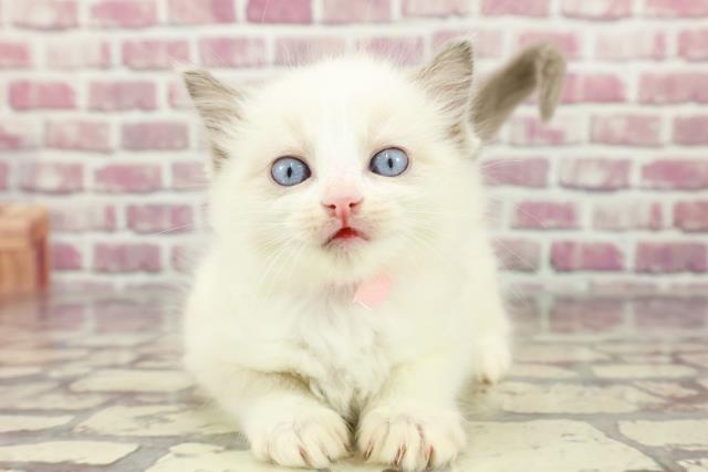 神奈川県のラグドール (Coo&RIKU横浜青葉店/2024年3月3日生まれ/女の子/ブルーポイントバイカラー)の子猫