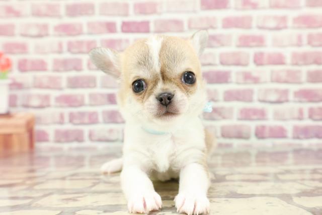 新潟県のチワワ(スムース) (Coo&RIKU新潟西店/2024年3月2日生まれ/男の子/フォーンホワイト)の子犬