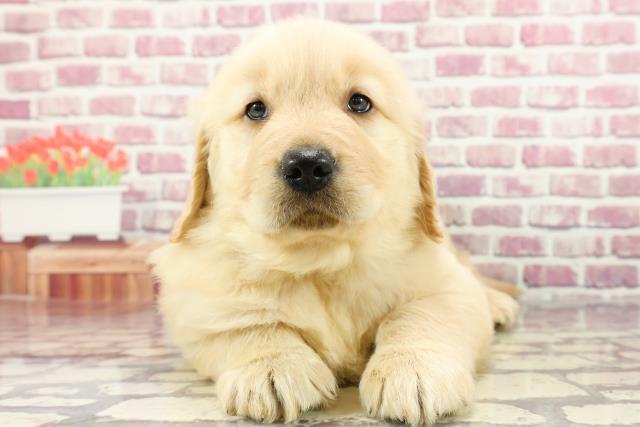 富山県のゴールデンレトリバー (Coo&RIKU富山店/2024年2月24日生まれ/男の子/ゴールデン)の子犬