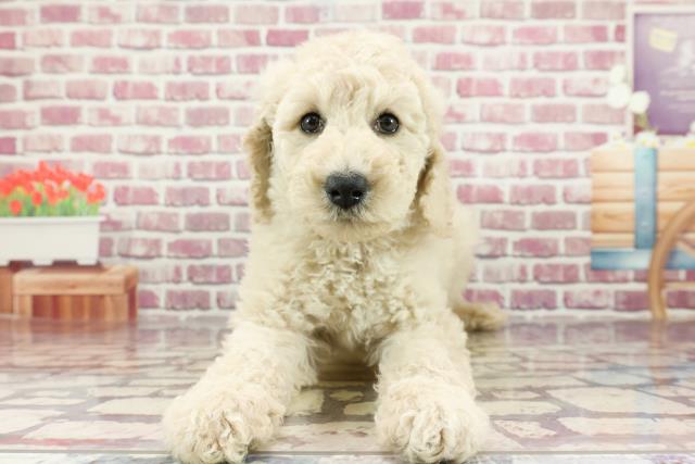 北海道のスタンダードプードル (Coo&RIKU札幌東店/2024年3月2日生まれ/女の子/クリーム)の子犬