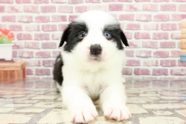 岡山県のボーダーコリー (Coo&RIKU岡山店/2024年3月2日生まれ/男の子/ブラックホワイト)の子犬