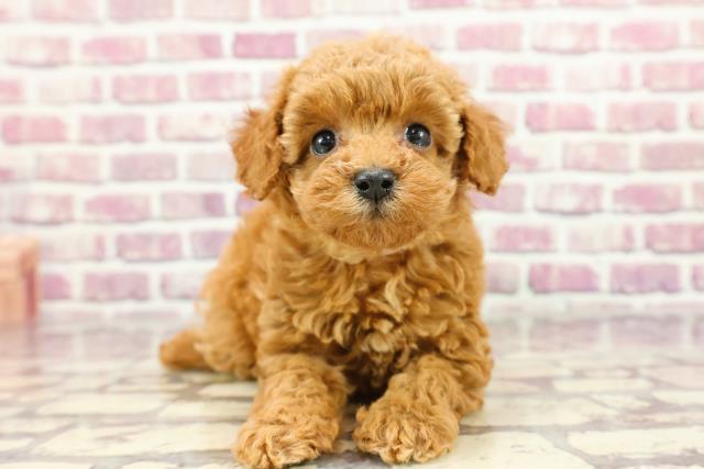 東京都のトイプードル(トイ) (Coo&RIKUフレスポ住吉店/2024年3月2日生まれ/女の子/アプリコット)の子犬