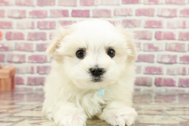 岡山県のマルチーズ (Coo&RIKU岡山店/2024年2月29日生まれ/男の子/ホワイト)の子犬
