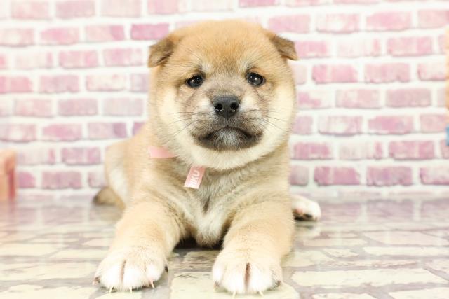北海道の柴犬(標準サイズ) (Coo&RIKU札幌西店/2024年3月1日生まれ/女の子/赤)の子犬