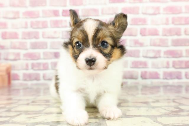 栃木県のパピヨン (Coo&RIKU足利店/2024年3月2日生まれ/女の子/ホワイトブラウン)の子犬