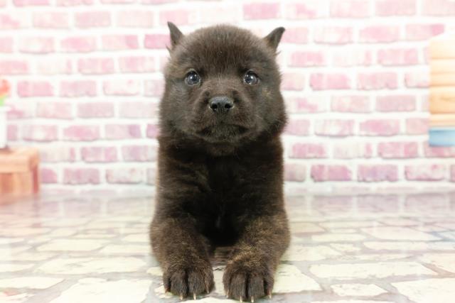 栃木県の甲斐犬 (Coo&RIKU足利店/2024年3月2日生まれ/女の子/黒虎)の子犬