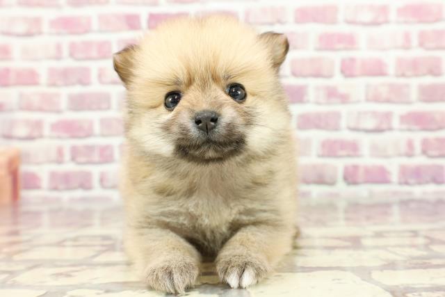 北海道のポメラニアン (Coo&RIKU札幌西店/2024年3月2日生まれ/女の子/クリームセーブル)の子犬
