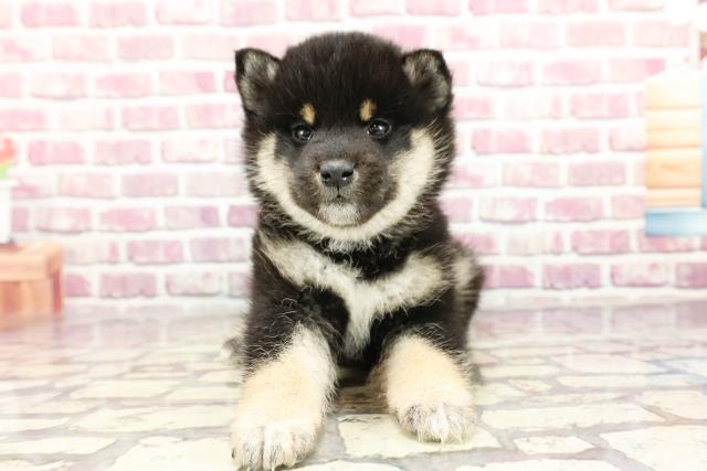 千葉県の柴犬(標準サイズ) (Coo&RIKU東金店/2024年2月29日生まれ/女の子/黒)の子犬