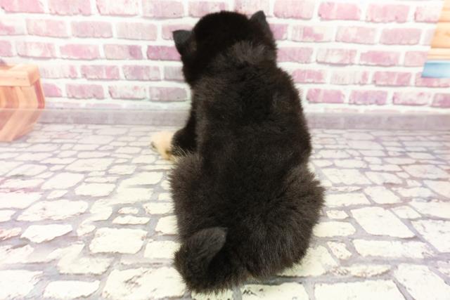 2024年2月29日生まれの柴犬(標準サイズ)の4枚目の写真
