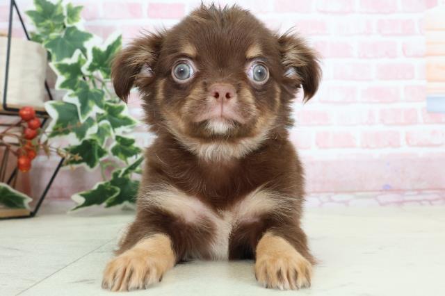大分県のチワワ(ロング) (Coo&RIKU大分店/2024年3月1日生まれ/男の子/チョコレートタンホワイト)の子犬