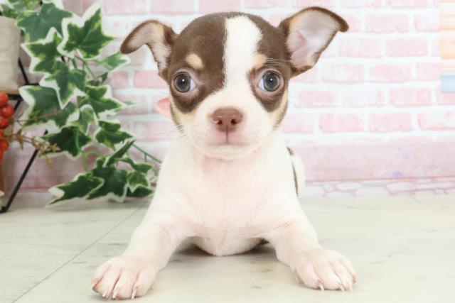 大分県のチワワ(スムース) (Coo&RIKU大分店/2024年3月1日生まれ/女の子/チョコレートタンホワイト)の子犬