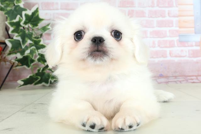 福岡県のペキニーズ (Coo&RIKU福岡古賀店/2024年2月29日生まれ/男の子/ホワイト)の子犬
